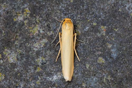 Réf. 296 099 : Eilema sp.